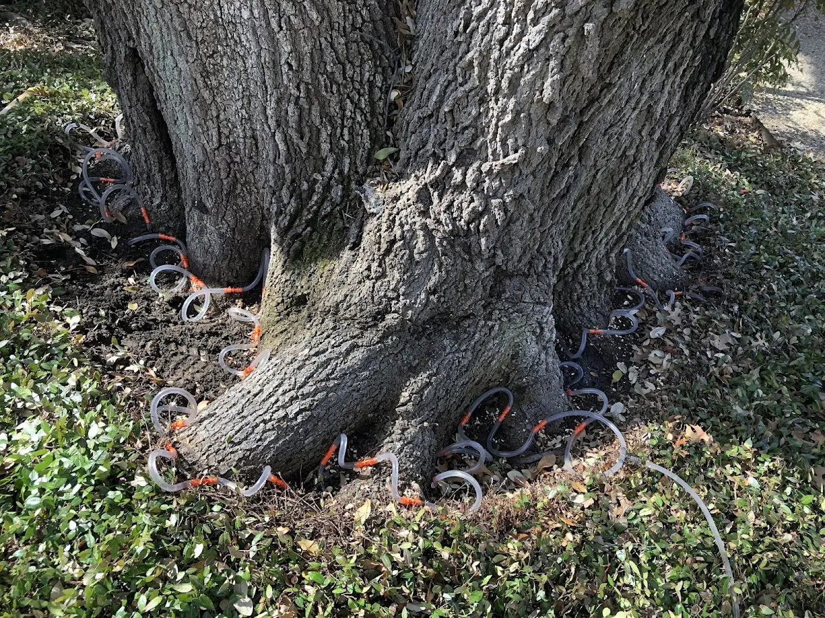 Detailed Shrub and Hedge Trimming job site in Goldvein