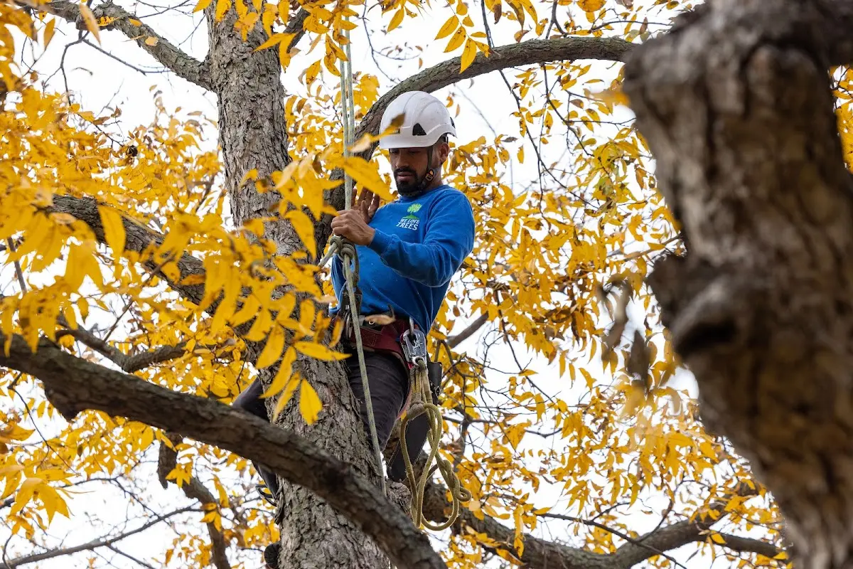 Skilled Tree Transplanting crew working in Goldvein